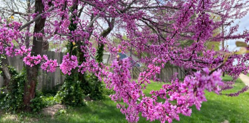 Best Bets for Small Flowering Native Trees
