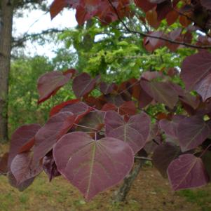 Cercis canadensis Forest Pansy - Forest Pansy Redbud