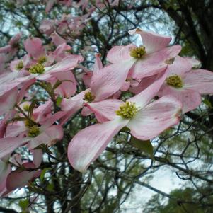 Cornus florida Rubra - Pink Dogwood