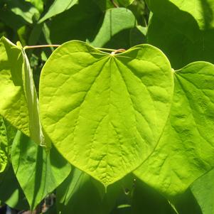 Cercis canadensis Hearts of Gold - Hearts of Gold Redbud