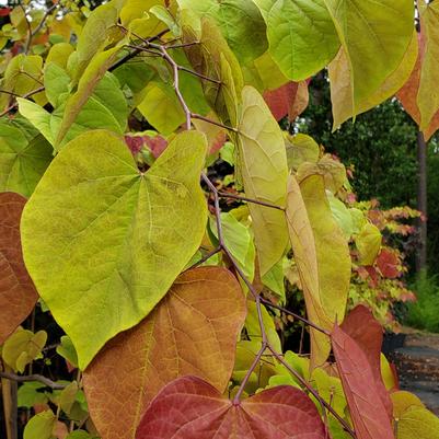 Cercis canadensis Flame Thrower® - Flame Thrower® Redbud