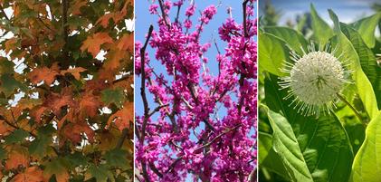 What are Native Plants?