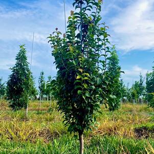 Parrotia persica Persian Spire™