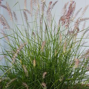 Pennisetum orientale Karley Rose