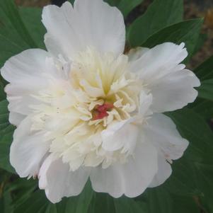 Paeonia lactiflora Shirley Temple