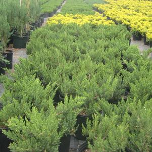 Juniperus chinensis Parsoni