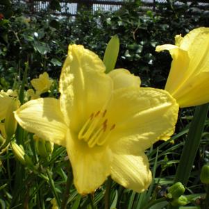 Hemerocallis 'Happy Returns' - Happy Returns Daylily Hemerocallis 'Happy Returns' - Happy Returns Daylily
