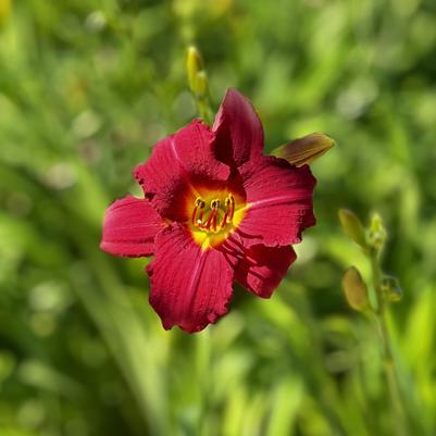 Hemerocallis 'Pardon Me' - Pardon Me Daylily Hemerocallis 'Pardon Me' - Pardon Me Daylily