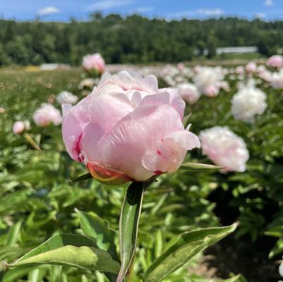Paeonia lactiflora 'Shirley Temple' - Shirley Temple Peony Paeonia lactiflora 'Shirley Temple' - Shirley Temple Peony