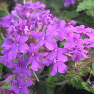 Verbena 'Homestead Purple' - Homestead Purple Verbena Verbena 'Homestead Purple' - Homestead Purple Verbena