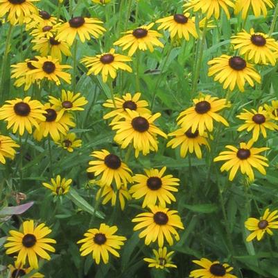 Rudbeckia fulgida 'Viette's Little Suzy' - Black-Eyed Susan Rudbeckia fulgida 'Viette's Little Suzy' - Black-Eyed Susan