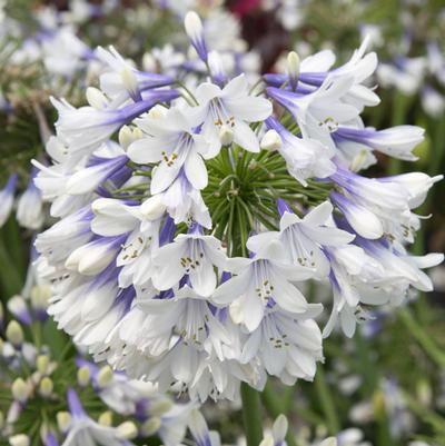 Agapanthus 'Ever Twilight' - Ever Twilight Agapanthus Agapanthus 'Ever Twilight' - Ever Twilight Agapanthus
