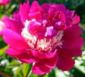Paeonia lactiflora 'Top Hat' - Top Hat Peony Paeonia lactiflora 'Top Hat' - Top Hat Peony