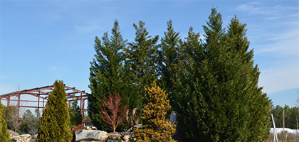 Best Trees for Screening your Property Best Trees for Screening your Property