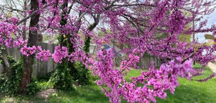 Best Bets for Small Flowering Native Trees Best Bets for Small Flowering Native Trees
