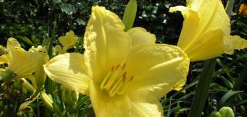 Top 10 Sun-Loving Perennials from Taylor's Nursery Top 10 Sun-Loving Perennials from Taylor's Nursery