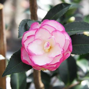 Camellia sasanqua Leslie Ann