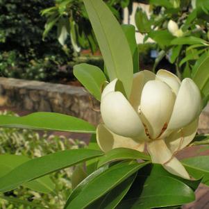 Magnolia virginiana Australis