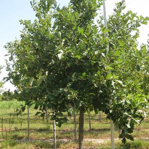 Quercus bicolor 