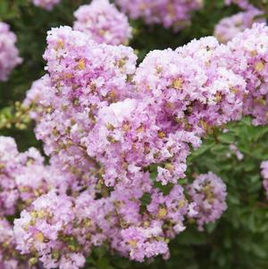Lagerstroemia Early Bird™ Lavender