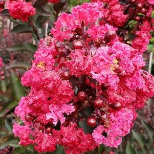 Lagerstroemia Double Dynamite
