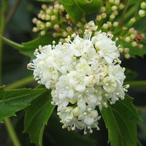 Viburnum dentatum 'Christom'