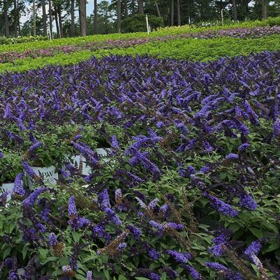 Buddleia Pugster Blue®