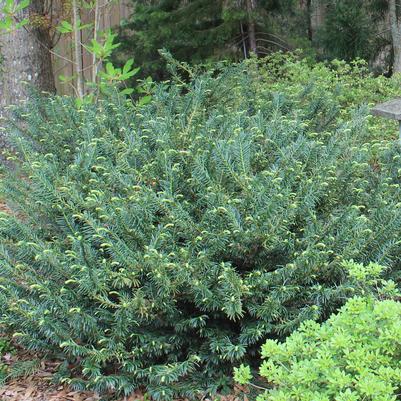 Shrub