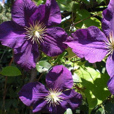 Vine