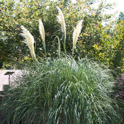 Grass