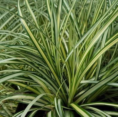 Ground Cover