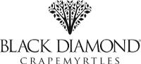 Black Diamond Crape Myrtles
