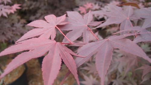 Acer palmatum 'Bloodgood' (Bloodgood Japanese Maple)