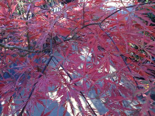 Acer palmatum dissectum 'Crimson Queen' (Crimson Queen Japanese Maple)