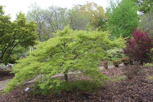 Acer palmatum dissectum 'Viridis' (Green Cutleaf Japanese Maple)