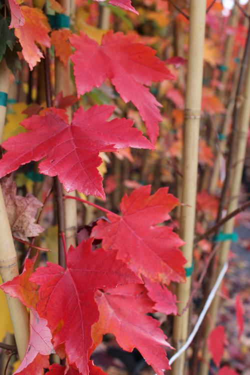 Acer rubrum 'Brandywine' (Brandywine Red Maple)