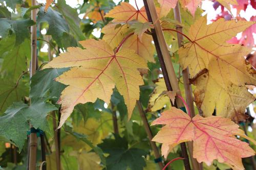 Acer x freemanii 'Armstrong' (Armstrong Maple)