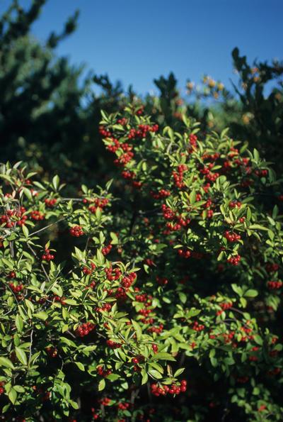 Aronia arbutifolia 'Brilliantissima' (Red Chokeberry)