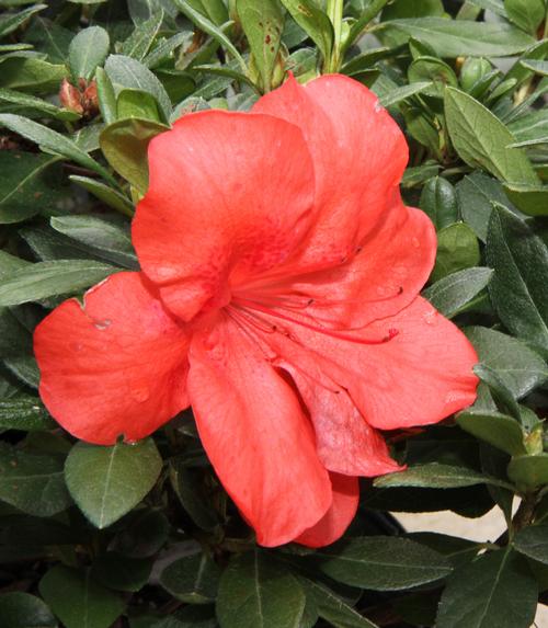 Amagasa Azalea Azalea Amagasa from Taylor's Nursery