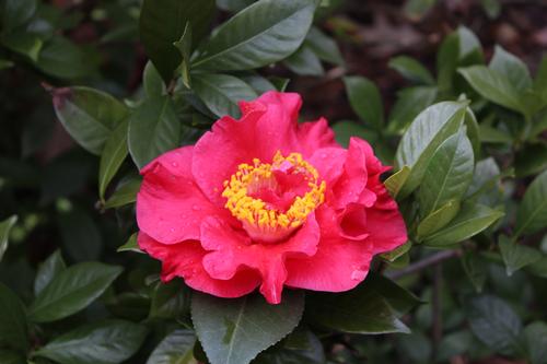 Camellia japonica 'JC Raulston' (JC Raulston Camellia)