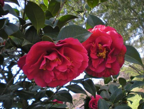 Camellia japonica 'Kramer's Supreme' (Kramer's Supreme Camellia)