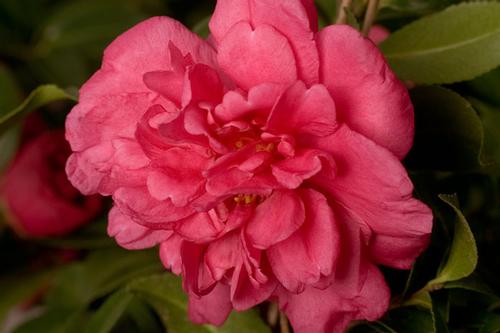 Camellia sasanqua 'Alabama Beauty' (Alabama Beauty Sasanqua)