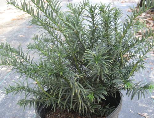 Cephalotaxus harringtonia 'McCorkle'