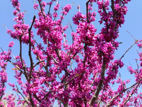 Cercis canadensis (Eastern Red Bud)