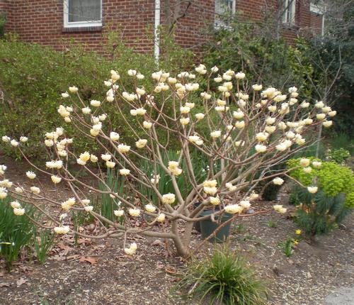 Edgeworthia chrysantha 'Gold Rush' (Gold Rush Edgeworthia)