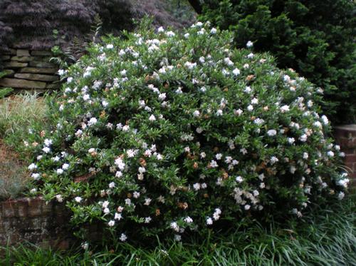 Gardenia jasminoides 'Radicans' (Trailing Gardenia)