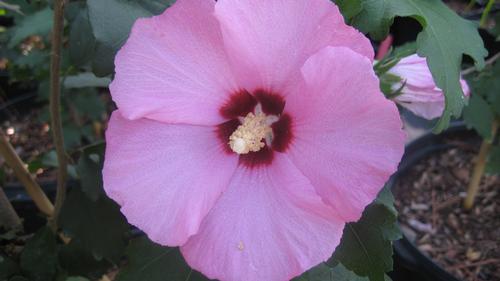 Hibiscus syriacus 'Aphrodite' (Aphrodite Rose of Sharon) 