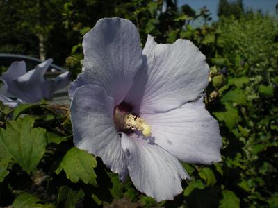 Hibiscus syriacus 'Blue Bird' (Blue Bird Rose of Sharon)