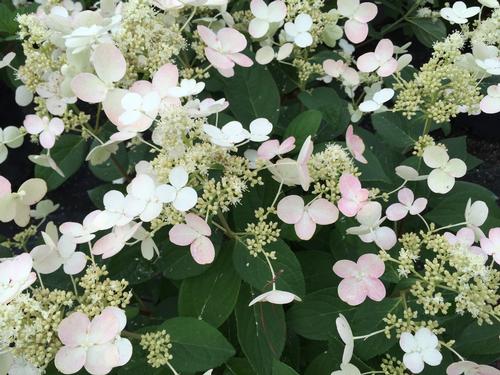 Hydrangea paniculata 'Quick Fire'