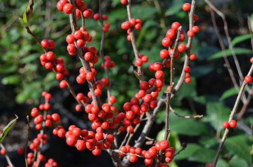 Ilex verticillata 'Winter Red' (Winter Red Winterberry Holly)